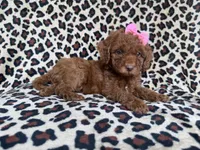Macey, a female Cockapoo and Poodle - Miniature  for sale in Lakeland, FL – 5 of 8