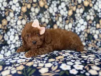 Cora, a female Cavapoo and Poodle - Miniature  for sale in Lakeland, FL – 10 of 10