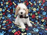 Larry, a male Cockapoo for sale in Lakeland, FL – 7 of 9