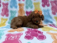 Ansley, a female Cavapoo and Poodle - Miniature  for sale in Lakeland, FL – 4 of 8