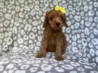 Molly, a female Cavapoo for sale in Lakeland, FL – 8 of 10