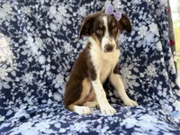 Bindi, a female Miniature Australian Shepherd for sale in Lakeland, FL – 5 of 8