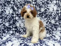 Charlotte , a female Poodle - Miniature  for sale in Lakeland, FL – 7 of 8