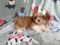 Tilly, a female Lhasa Apso for sale in Lakeland, FL – 5 of 7