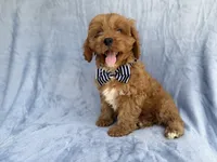 Bronx, a male Cavapoo for sale in Lakeland, FL – 3 of 7