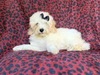 Olive, a female Cockapoo for sale in Lakeland, FL – 2 of 9
