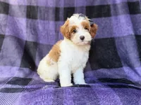Sugar, a female Cavapoo for sale in Lakeland, FL – 5 of 8