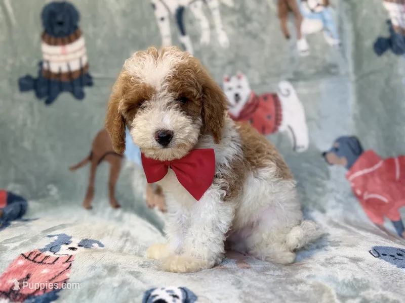 Tater – Poodle - Miniature  puppy for sale in Lakeland, FL