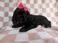 Harper, a female Cocker Spaniel for sale in Lakeland, FL – 4 of 8