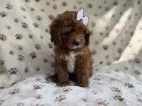 Lettie, a female Cavapoo for sale in Lakeland, FL – 3 of 9