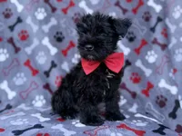 Zeus, a male Miniature Schnauzer for sale in Lakeland, FL – 2 of 8