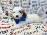 Tofu, a male Poodle - Miniature  for sale in Lakeland, FL – 4 of 10