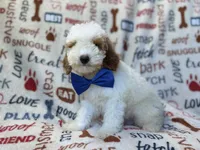 Tofu, a male Poodle - Miniature  for sale in Lakeland, FL – 7 of 10