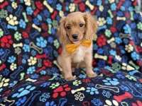 Ruger, a male Cavapoo for sale in Lakeland, FL – 3 of 8