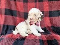 Slade, a male Cockapoo for sale in Lakeland, FL – 6 of 8