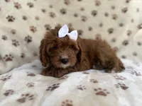 Lettie, a female Cavapoo for sale in Lakeland, FL – 9 of 9