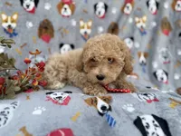 Sonny, a male Poochon for sale in Lakeland, FL – Photo 4 of 7