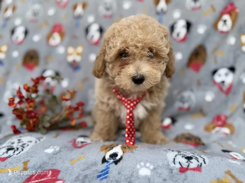 Sonny, a male Poochon for sale in Lakeland, FL – Photo 1 of 7