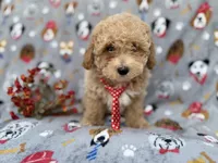Sonny, a male Poochon for sale in Lakeland, FL – Photo 1 of 7
