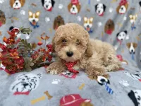 Sonny, a male Poochon for sale in Lakeland, FL – Photo 6 of 7