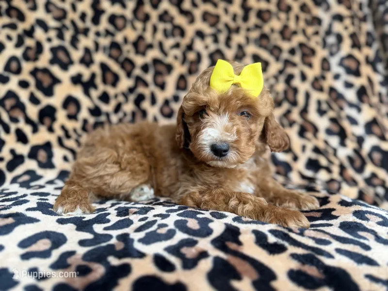 Janey – Cockapoo, Poodle - Miniature  puppy for sale in Lakeland, FL