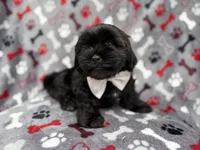 Scout, a male Shih Tzu and Shichon for sale in Lakeland, FL – 8 of 9