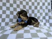 Alex, a male Miniature Schnauzer for sale in Lakeland, FL – 5 of 9