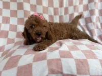 Reba, a female Cavapoo for sale in Lakeland, FL – 6 of 9