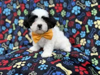 Shep, a male Shih Tzu and Shichon for sale in Lakeland, FL – 1 of 8