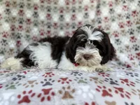 Asher, a male Shihpoo for sale in Lakeland, FL – 6 of 8