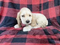 Tonka, a male Cocker Spaniel for sale in Lakeland, FL – 5 of 10