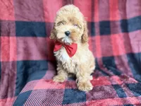 Rover, a male Cockapoo and Poodle - Miniature  for sale in Lakeland, FL – 4 of 8