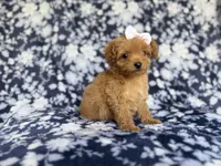 Fergi, a female Cockapoo and Poodle - Miniature  for sale in Lakeland, FL – 8 of 8