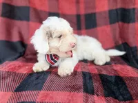 Slade, a male Cockapoo for sale in Lakeland, FL – 4 of 8