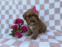 Sophie, a female Cavapoo for sale in Lakeland, FL – Photo 5 of 7
