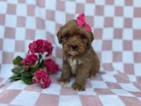 Sophie, a female Cavapoo for sale in Lakeland, FL – Photo 2 of 7