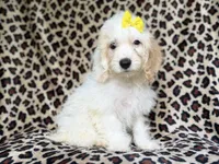 Oakley, a female Cockapoo for sale in Lakeland, FL – 1 of 8