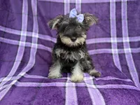 Puddles, a female Miniature Schnauzer for sale in Lakeland, FL – 6 of 9