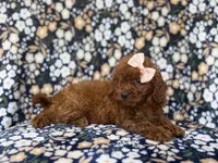 Cora, a female Cavapoo and Poodle - Miniature  for sale in Lakeland, FL – 6 of 10