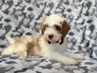 Sparky, a male Cavapoo for sale in Lakeland, FL – 9 of 9