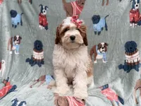 Ember, a female Cavapoo for sale in Lakeland, FL – 3 of 9