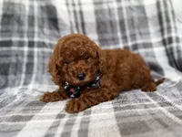 Snickers, a male Miniature Goldendoodle for sale in Lakeland, FL – 7 of 9