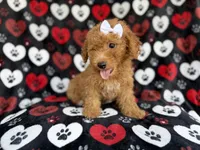Olivia, a female Miniature Aussiedoodle for sale in Lakeland, FL – 5 of 9