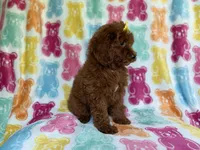 Buttons, a female Yorkipoo for sale in Lakeland, FL – 7 of 9
