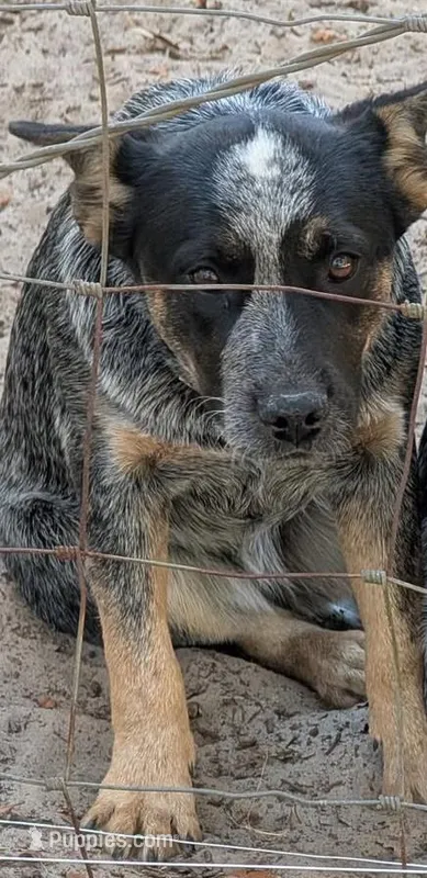 Cowgirl – Australian Cattle Dog puppy for sale in Lakeland, FL