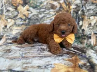 Luca, a male Miniature Goldendoodle for sale in Lakeland, FL – 1 of 9