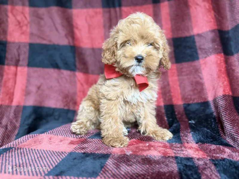 Rover – Cockapoo, Poodle - Miniature  puppy for sale in Lakeland, FL
