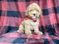 Rover, a male Cockapoo and Poodle - Miniature  for sale in Lakeland, FL – 1 of 8