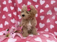Pepper, a female Bichon Frise and Poodle - Miniature  for sale in Lakeland, FL – Photo 5 of 8