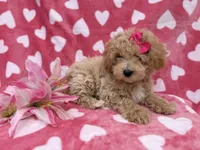Pepper, a female Bichon Frise and Poodle - Miniature  for sale in Lakeland, FL – Photo 6 of 8